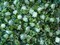 6 Ft Artificial Eucalyptus Garland with White Roses & Baby’s Breath